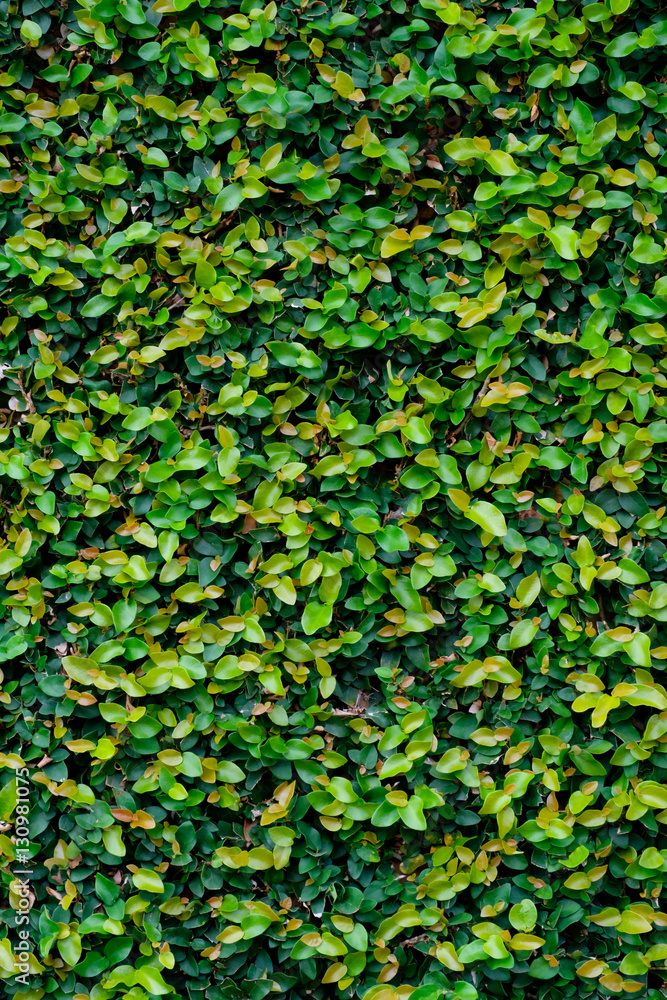 Green ivy covered wall as background image Green ivy covered wall as background image