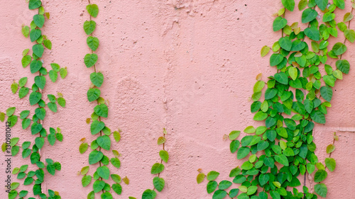 pink wall with ivy plant