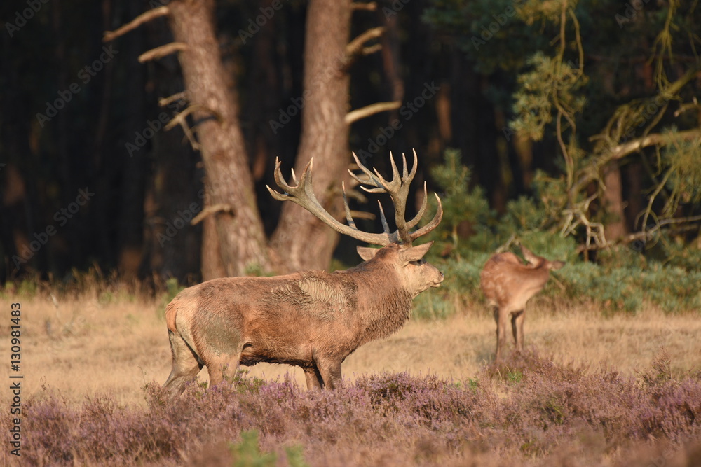 Couple of red deers with does and buck on moorland on National Park Hoge Veluwe in September.