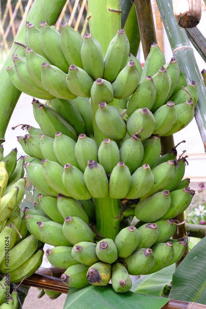 Green banana bunch in banana plant.