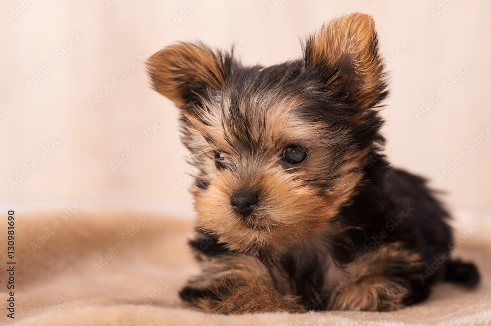 Beautiful puppy Yorkshire Terrier posing Beautiful puppy Yorkshire Terrier posing
