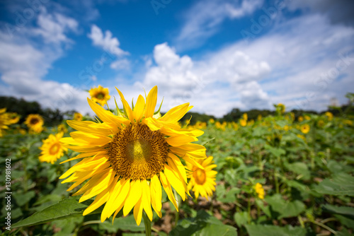 sunflower under the blue sky