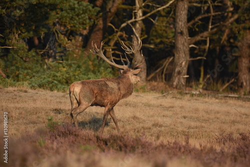 Couple of red deers with does and buck on moorland on National Park Hoge Veluwe in September.