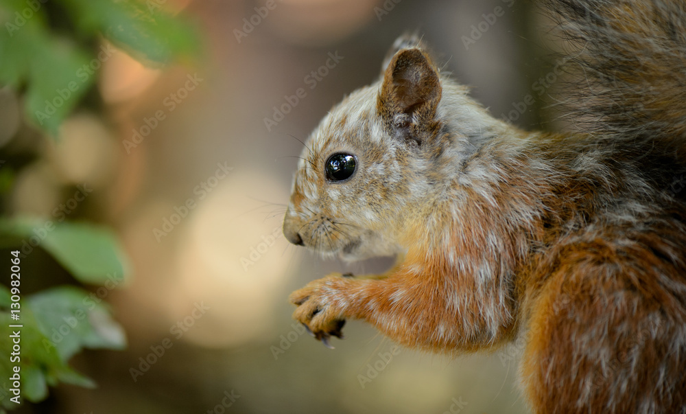 Obraz premium Gray squirrel sitting in the forest