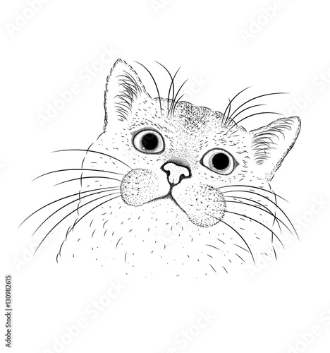 Fototapeta Naklejka Na Ścianę i Meble -  Hand draw cat portrait. Vector illustration