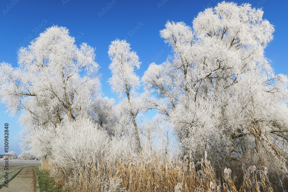 trees with rime frost crystals in winter time trees with rime frost crystals in winter time