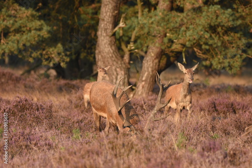Couple of red deers with does and buck on moorland on National Park Hoge Veluwe in September.
