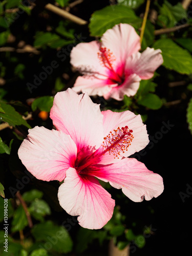 Billede på lærred China rose in Jardin Sitio Litre in Puerto de la Cruz on Tenerife