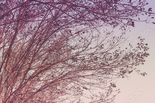 Nature autumn tree branch on sky abstract background.