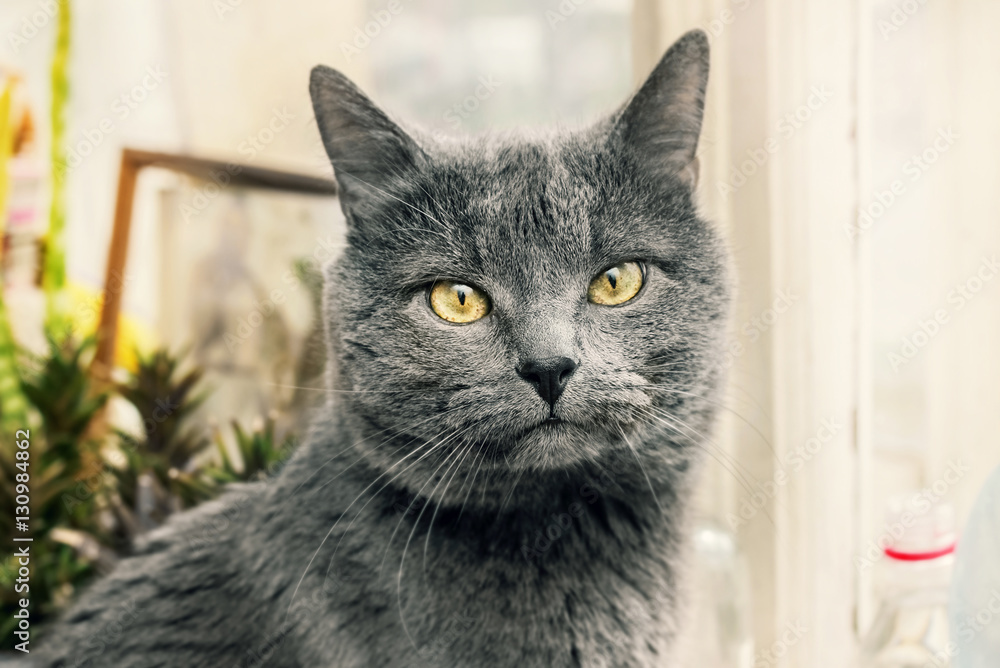Grey cat with thoughtful look