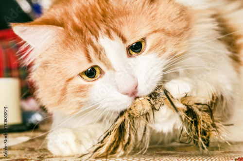 Red cat with feather toy © dashabelozerova