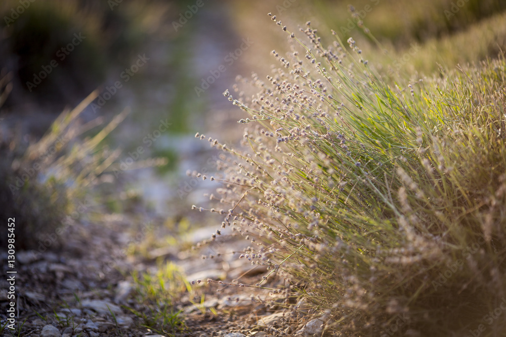 Lavender field in Provence at sunset. Lavender field in Provence at sunset.