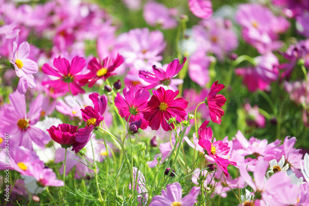 garden of colorful cosmos flower as background. garden of colorful cosmos flower as background.