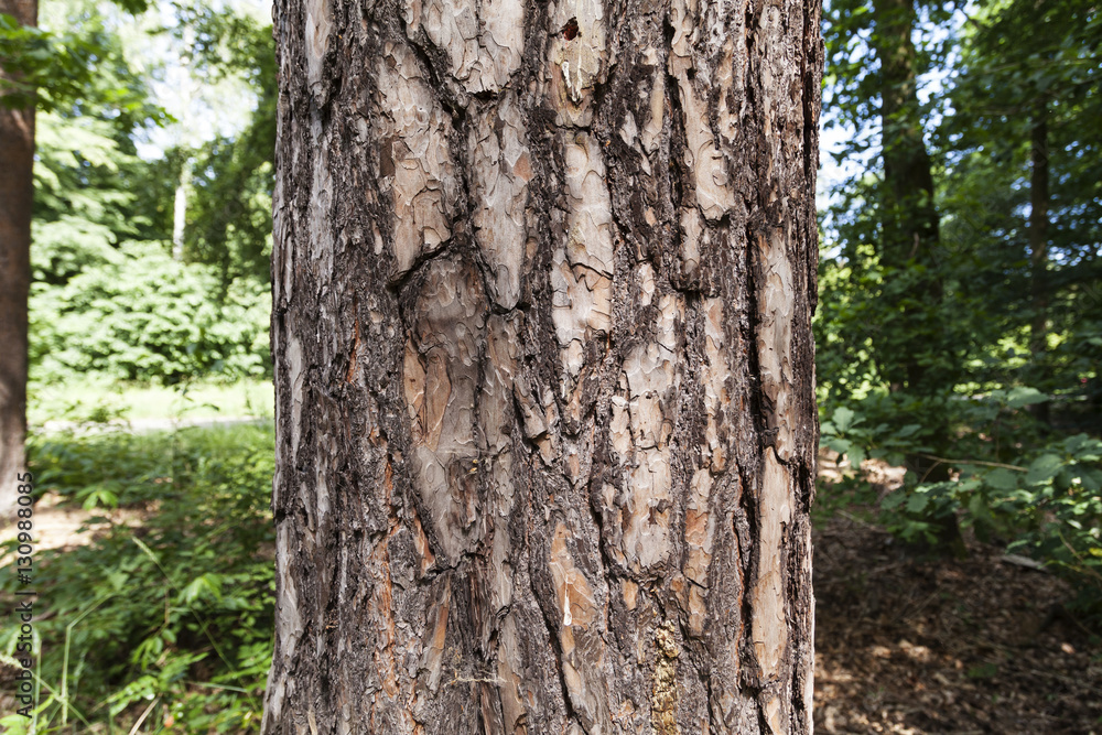 Baum Nahansicht