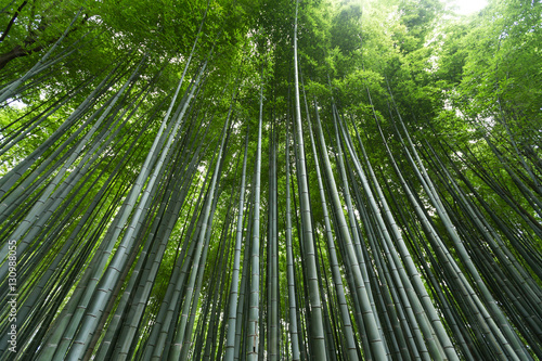 Bamboo grove forest
