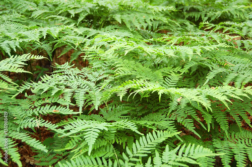 Fern bracken leaves