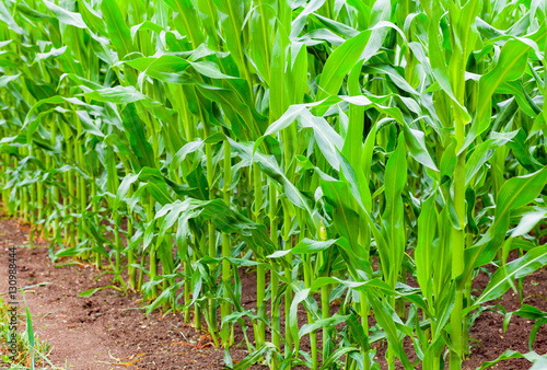 corn field