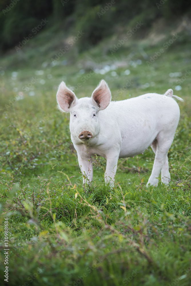 Funny little baby pigs grazing the grass on an open field and running around Funny little baby pigs grazing the grass on an open field and running around