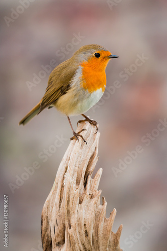 Beautiful small bird © Gelpi