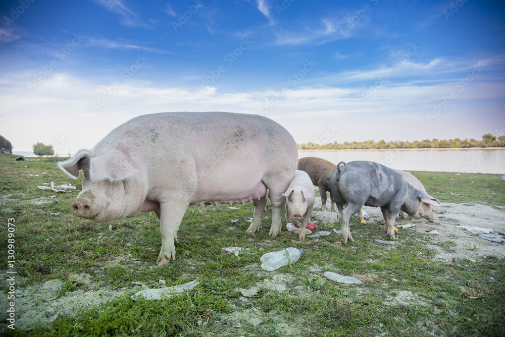 Funny little baby pigs grazing the grass on an open field and running around Funny little baby pigs grazing the grass on an open field and running around