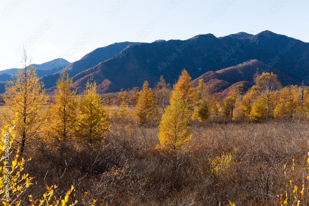 Senjogahara in Nikko of Japan, Beautiful landscape in Autumn