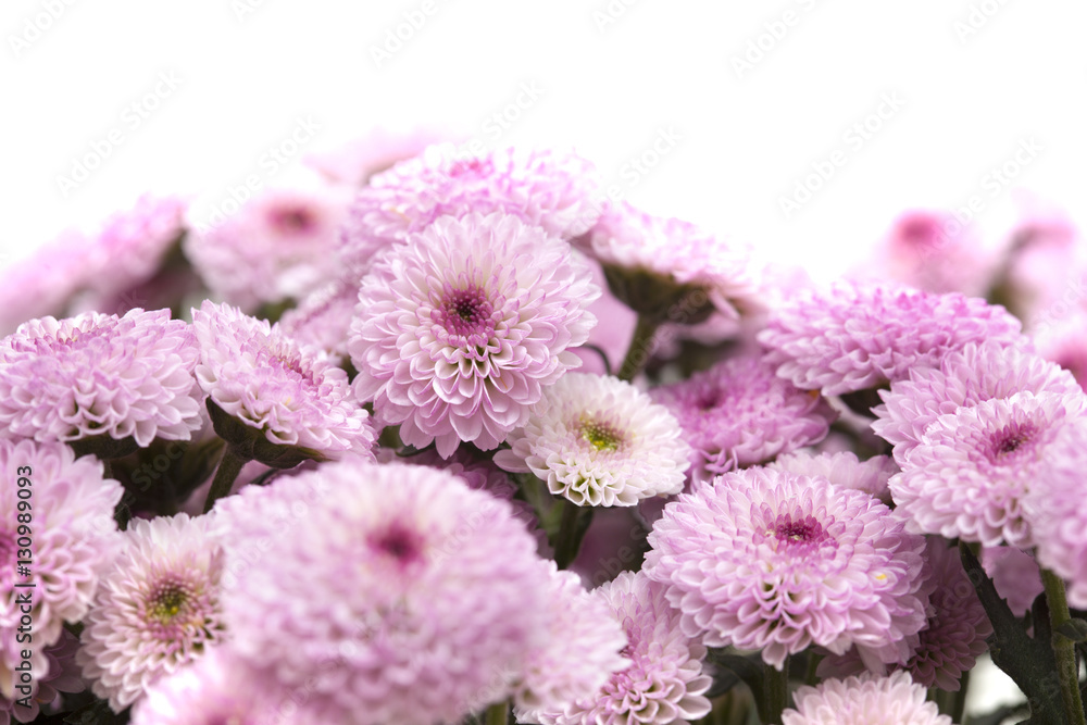 pink spray chrysanthemu with darker centers pink spray chrysanthemu with darker centers