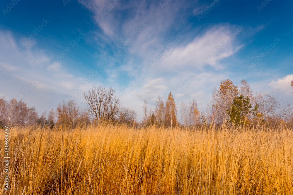 Beautiful blue sky over yellow dry grass on a countryside field.