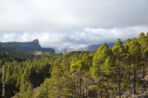 Central Gran Canaria, pine tree forests