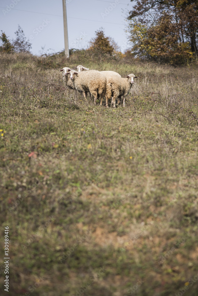Domestic flock of sheep grazing the grass in the field on a mountain Domestic flock of sheep grazing the grass in the field on a mountain