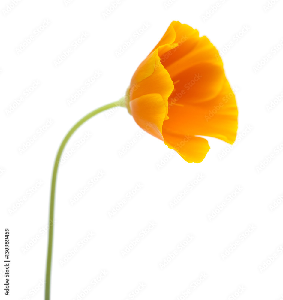 Obraz premium bright californian poppy isolated