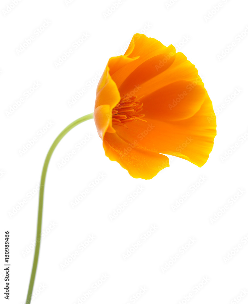 Obraz premium bright californian poppy isolated