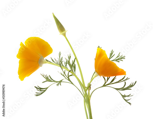 Fototapeta Naklejka Na Ścianę i Meble -  bright californian poppy isolated