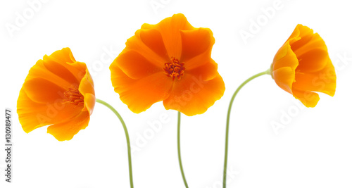 Fototapeta Naklejka Na Ścianę i Meble -  bright californian poppy isolated
