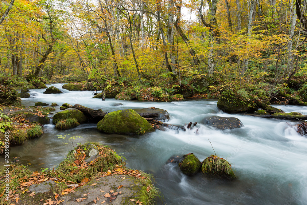 Oirase Stream flowing through the autumn forest Oirase Stream flowing through the autumn forest