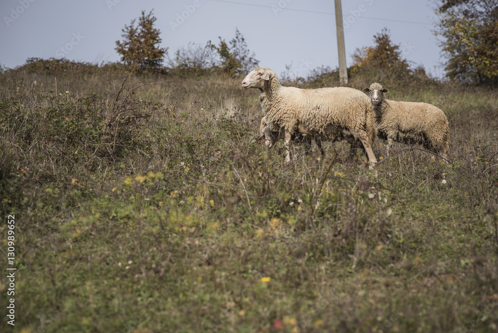 Domestic herd of sheep grazing grass in a field on a mountain Domestic herd of sheep grazing grass in a field on a mountain