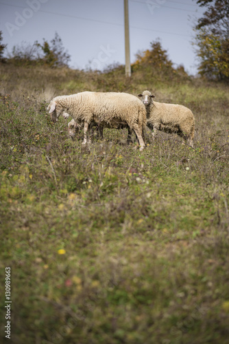 Fototapeta Naklejka Na Ścianę i Meble -  Domestic herd of sheep grazing grass in a field on a mountain