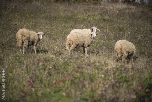 Domestic herd of sheep grazing grass in a field on a mountain