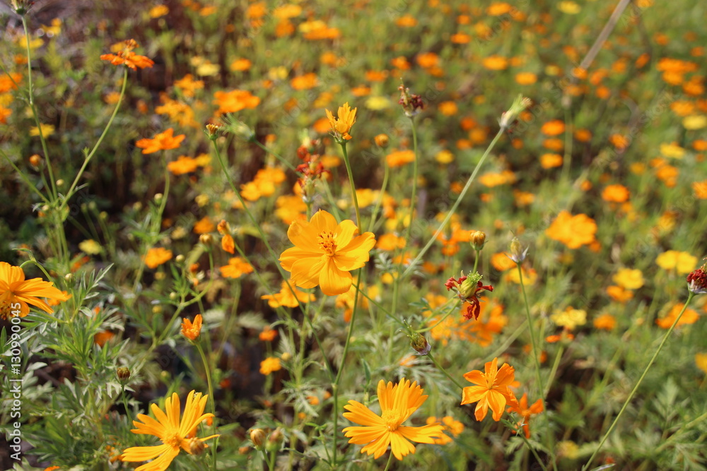 yellow flower field with green leafs