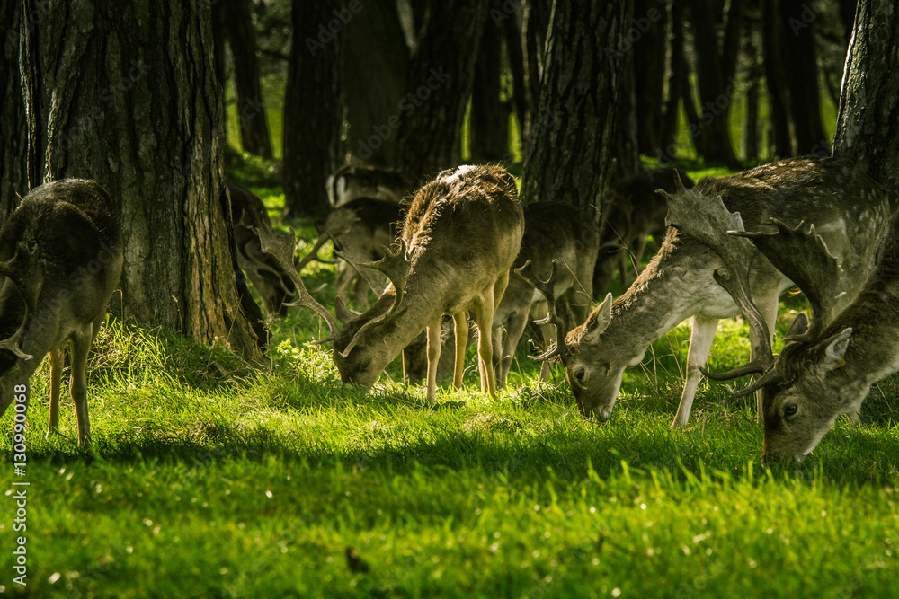 Deers roaming free in the outdoors park Deers roaming free in the outdoors park