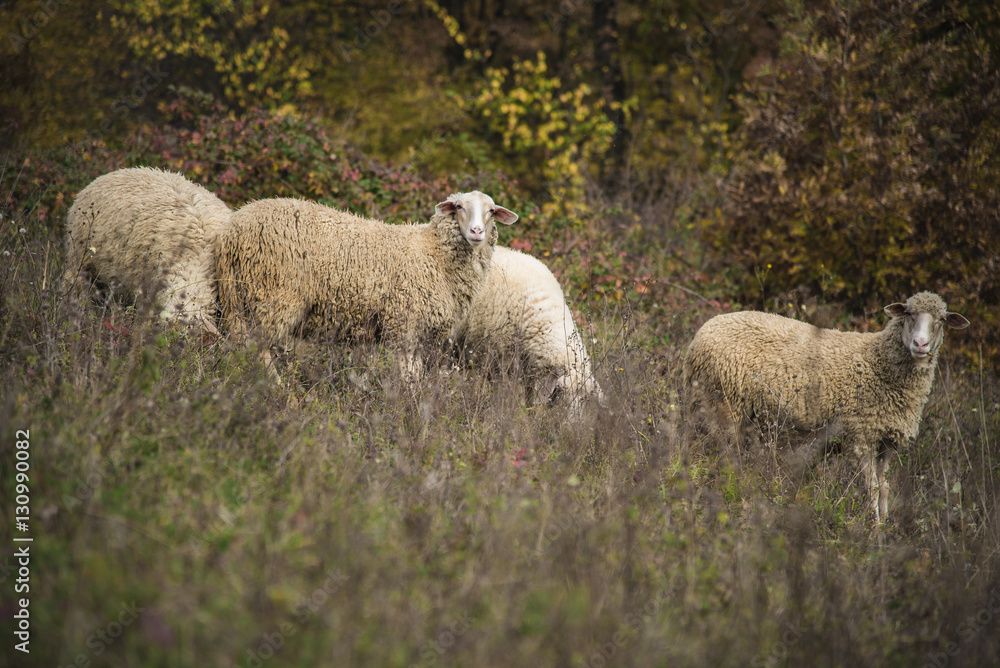 Herd of domestic sheep grazing the grass in an open field on a mountain Herd of domestic sheep grazing the grass in an open field on a mountain