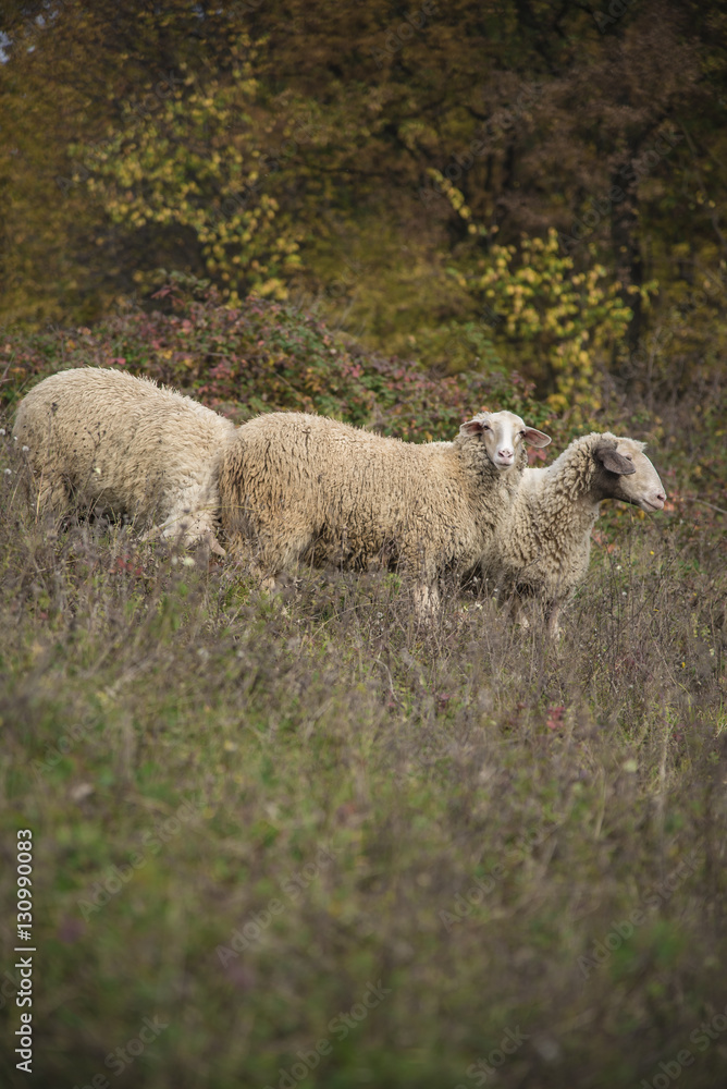 Herd of domestic sheep grazing the grass in an open field on a mountain Herd of domestic sheep grazing the grass in an open field on a mountain