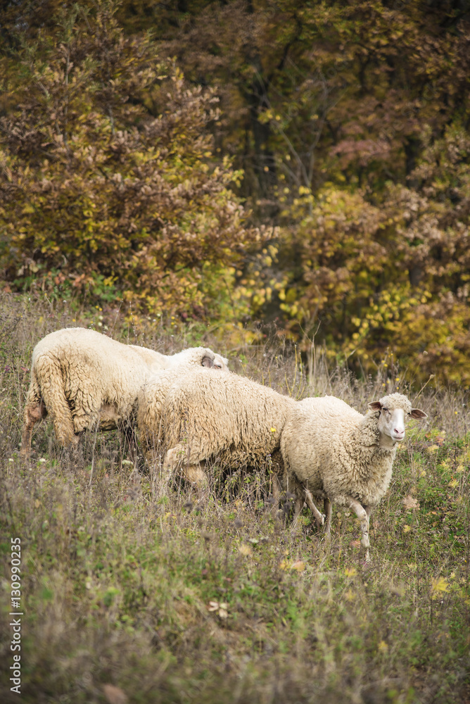 Domestic sheep grazing the grass on a grassy field Domestic sheep grazing the grass on a grassy field