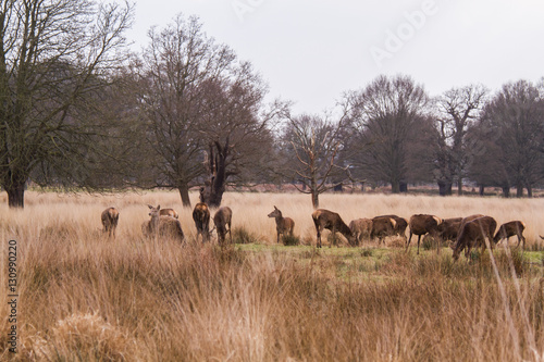 Deers roaming free in the outdoors park