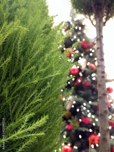 Cypress and Christmas tree