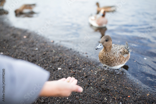 Woman feeding duck