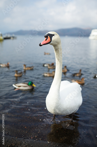 Swan on the lake