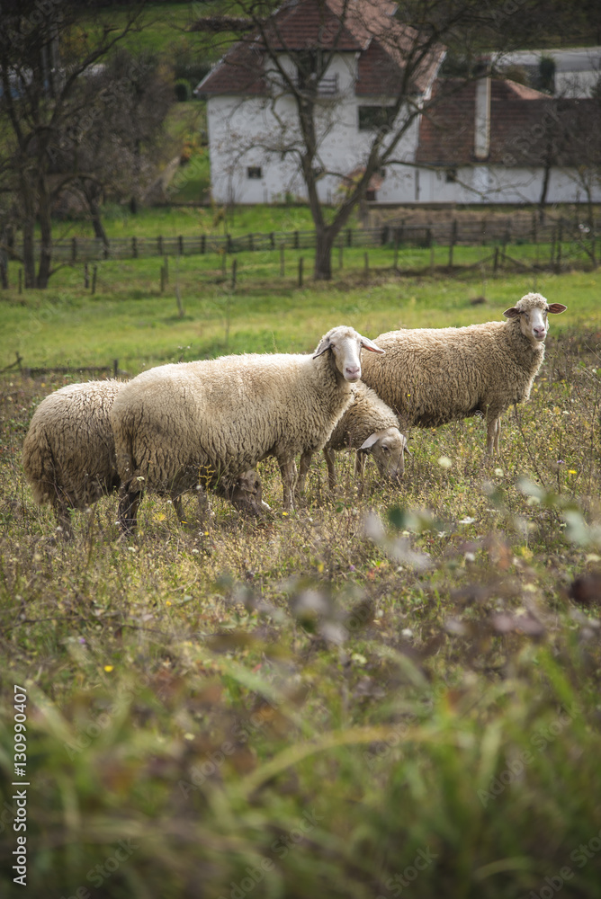 Domestic sheep grazing the grass on a grassy field Domestic sheep grazing the grass on a grassy field