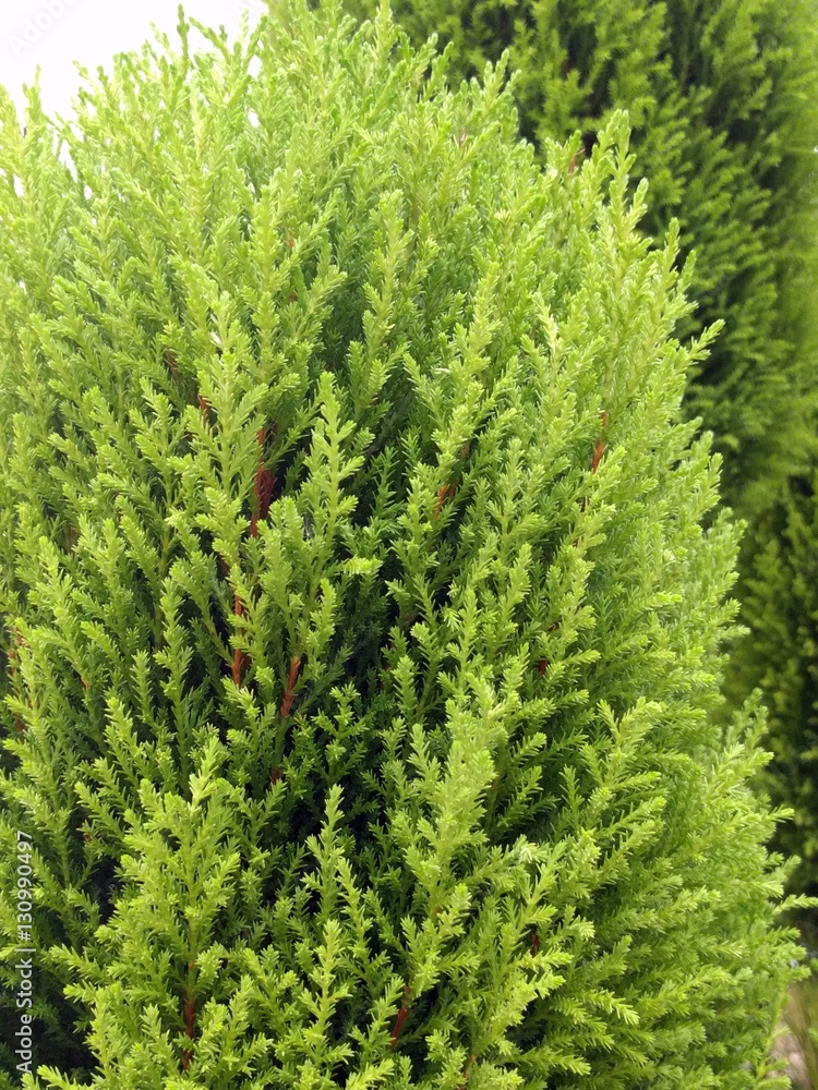 Cypress close-up
