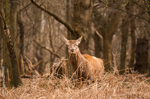 Beautiful portrait of a deer roaming free in the park