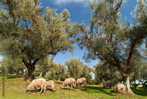 Sheep grazing on an olive plantation 